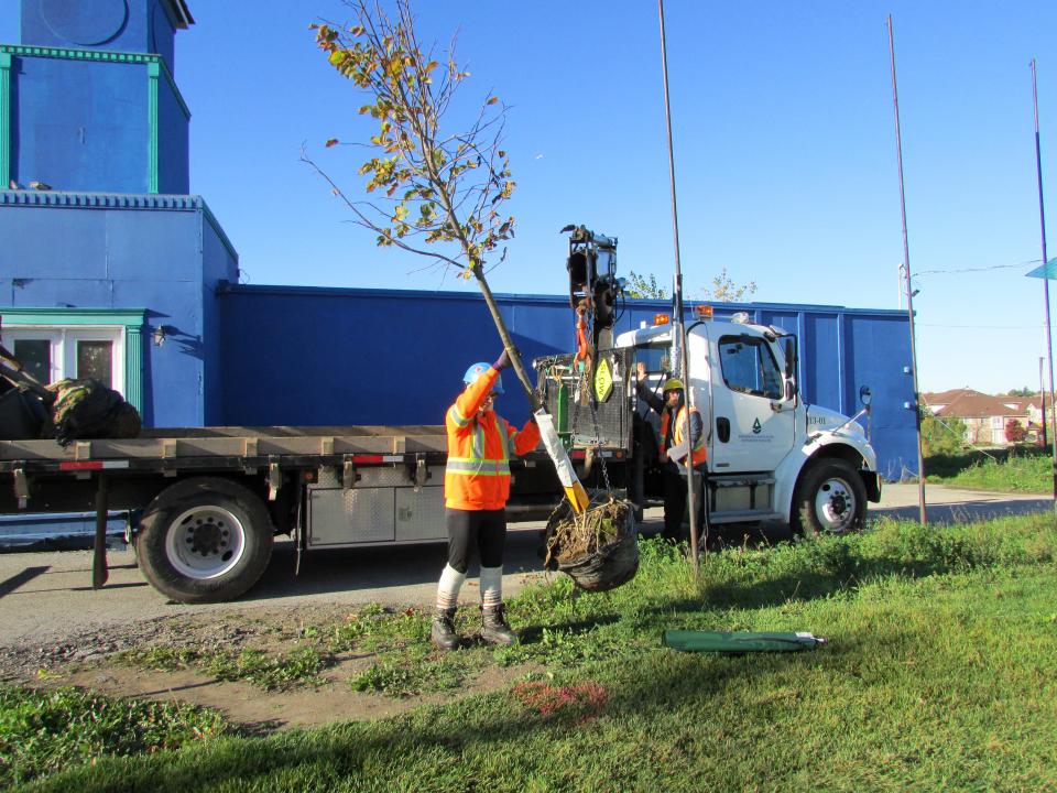City of Toronto Street Tree Planting. Toronto, Ontario Brinkman